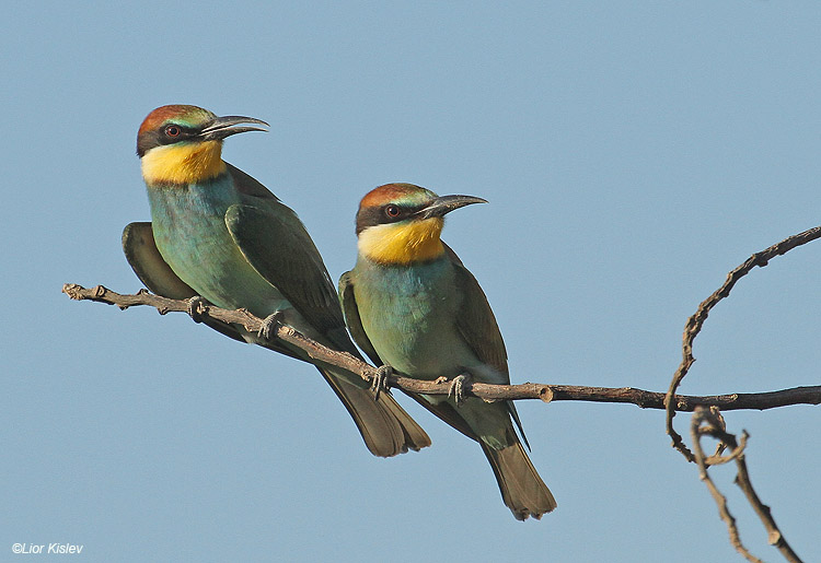     European Bee-eater  Merops apiaster, Jordan Valley ,Israel, 13-09-10 Lior Kislev                     